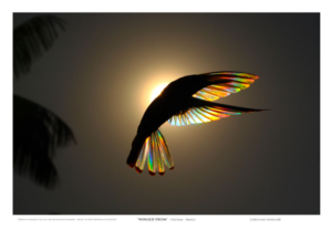 Museu de Arte Modernaabre exposição em homenagem ao dia do fotógrafo em Resende